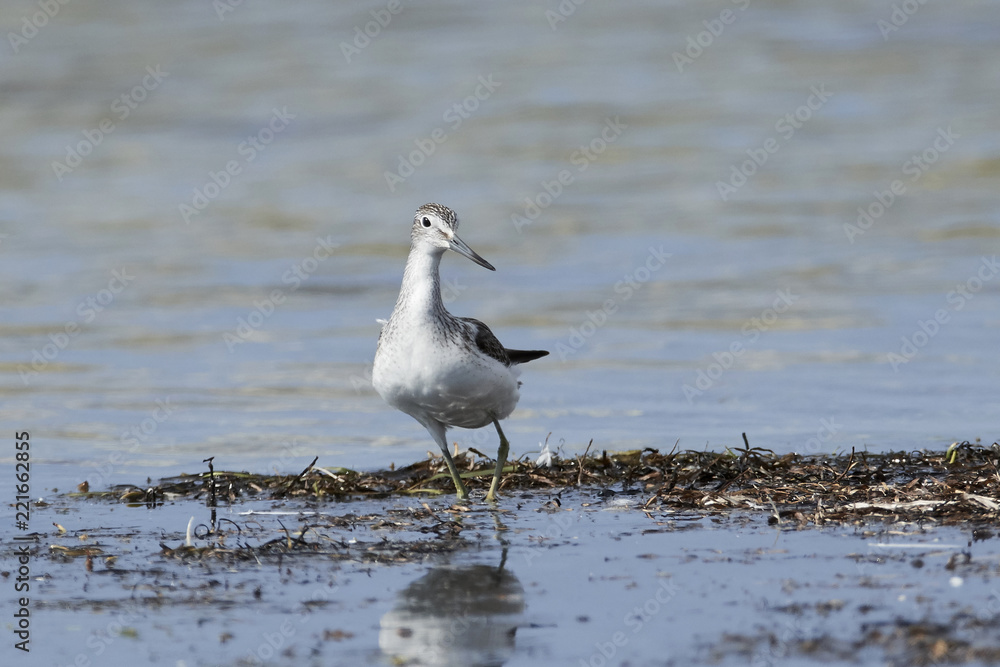 Common greenshank (Tringa nebularia) Common greenshank (Tringa nebularia)