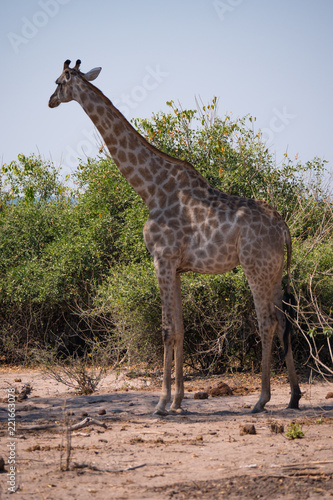 Giraffe in Chobe National Park  Botswana