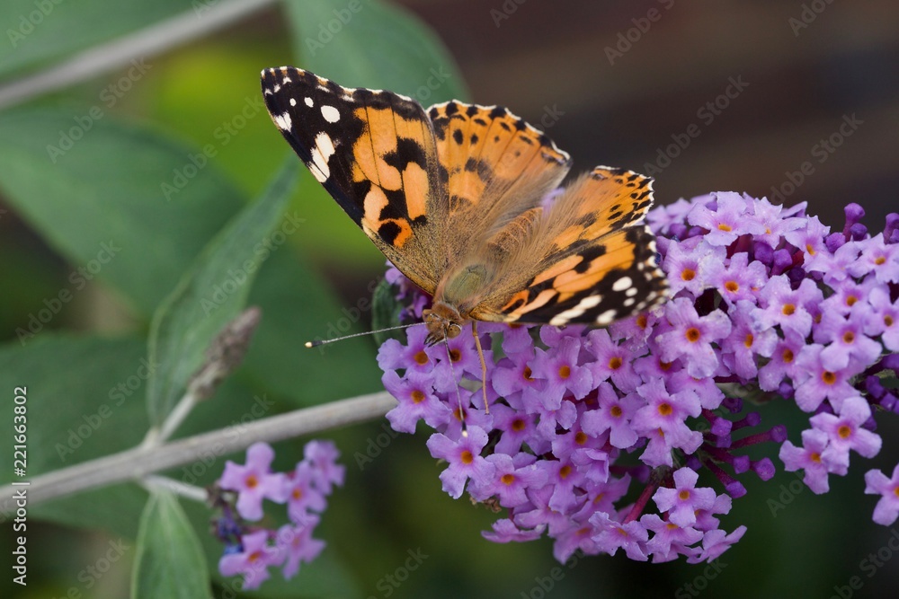 Painted Lady on Buddleia Painted Lady on Buddleia