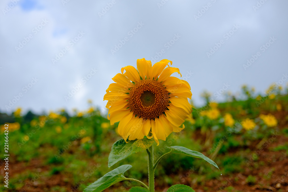 Fototapeta premium Sunflower in the garden.
