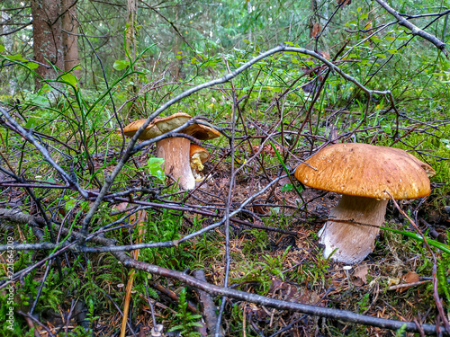 Picking mushrooms and cranberries in the forest in early autumn. Last sunny summer days. Mushrooms and berries grow in a warm green, thick layer of wet moss