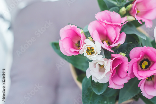 różowe kwiatki eustoma