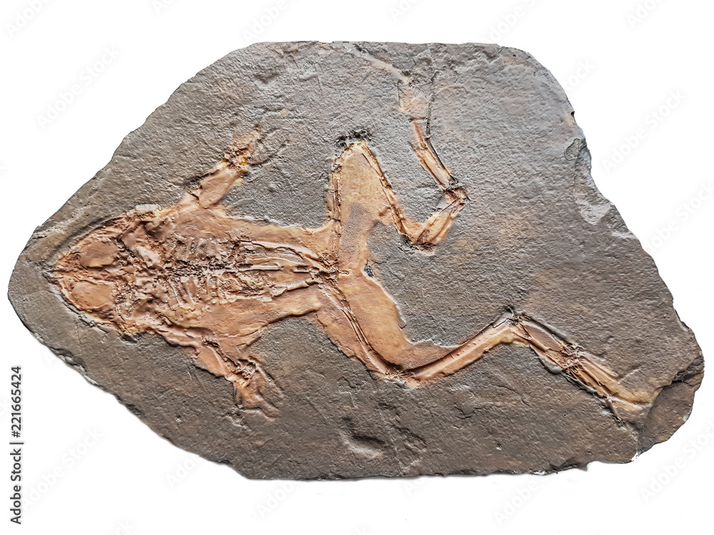 Obraz premium Żaba kopalna miocenu