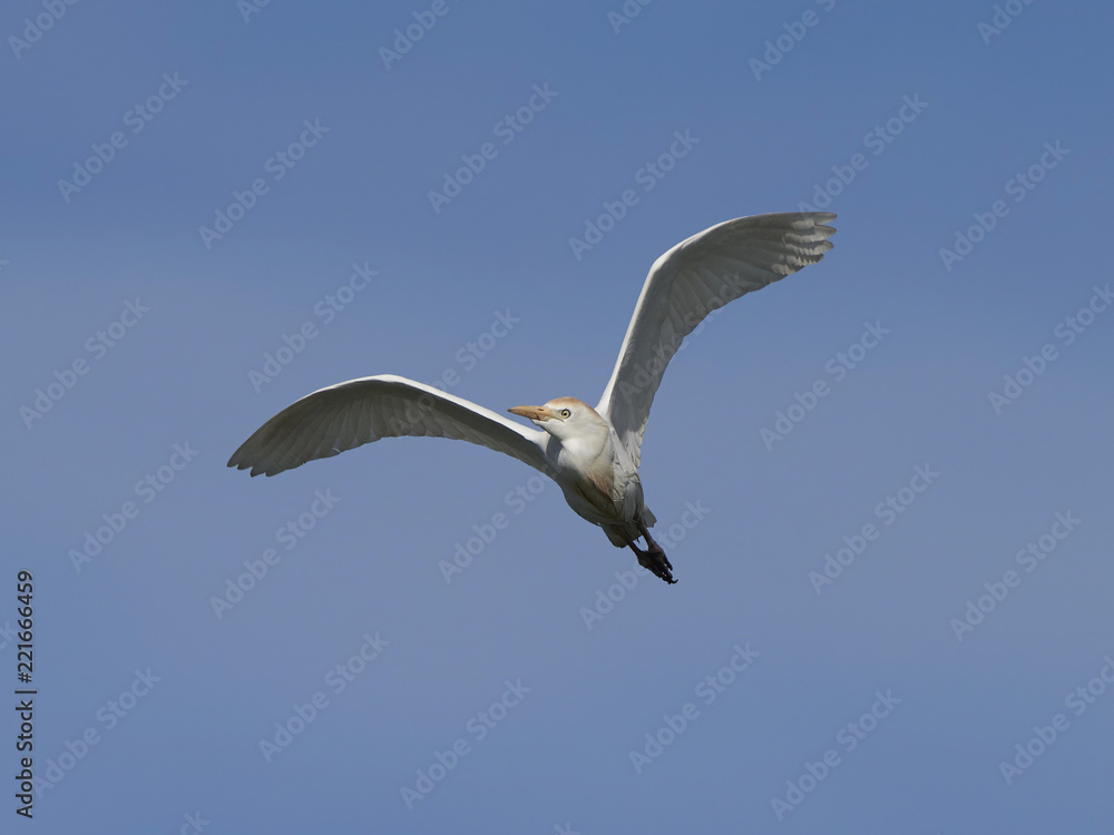 Obraz premium Cattle egret (Bubulcus ibis)