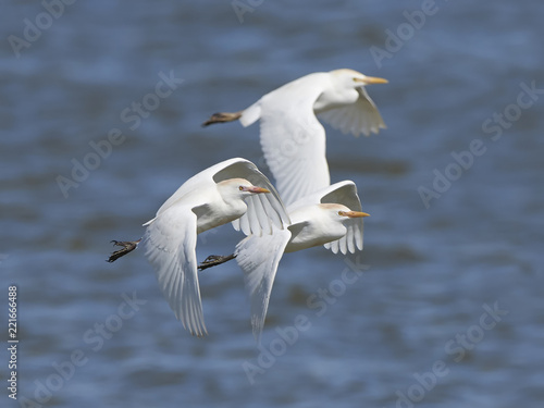 Cattle egret  Bubulcus ibis 