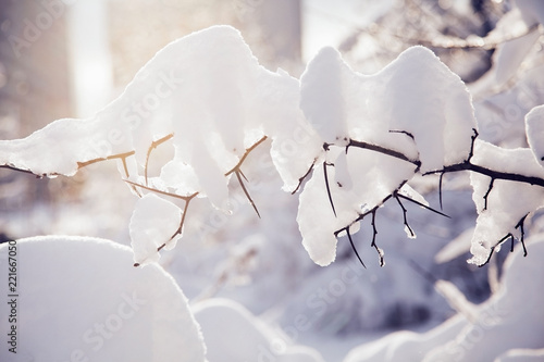Tree branches covered with snow on sunny day.