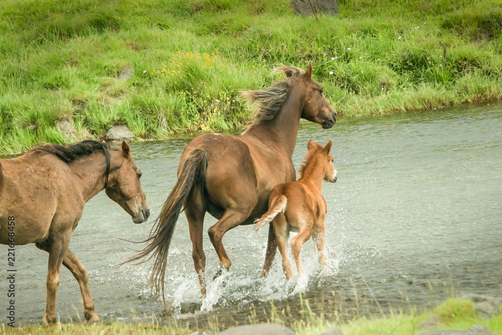 Wild horses mare and foal running across the river in Kaimanawa ranges, Central Plateau, New Zealand Wild horses mare and foal running across the river in Kaimanawa ranges, Central Plateau, New Zealand