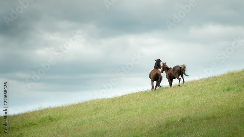 Two Wild Horses running in the Kaimanawa mountain ranges, North Island, New Zealand