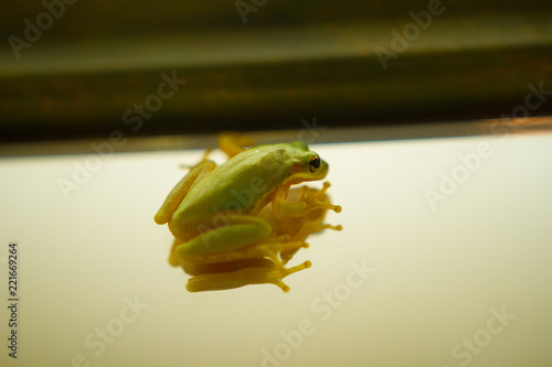 Green Tree Frog Climbing On Mirror Indoors, Indoor Pests