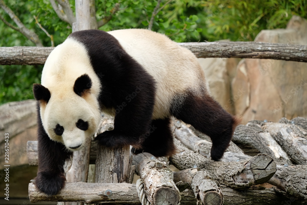 Fototapeta premium Panda escalade 2