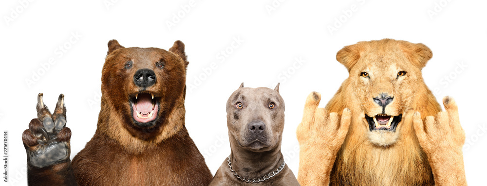 Obraz premium Śmieszne zwierzęta pokazujące gesty, na białym tle