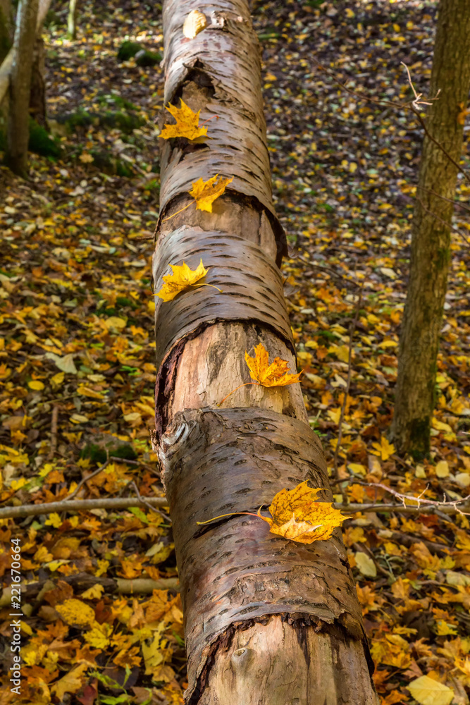 Lying tree trunk with autumn leaves in the woods Lying tree trunk with autumn leaves in the woods