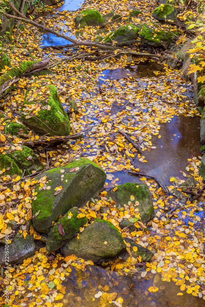 Creek with autumn leaves in a ravine Creek with autumn leaves in a ravine