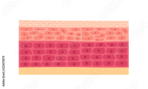 skin background vector / human
