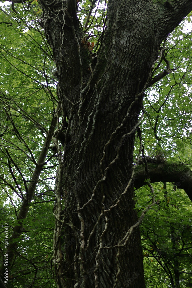 Creepers on the tree