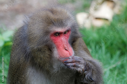 Macaque japonais en gros plan © Jerome