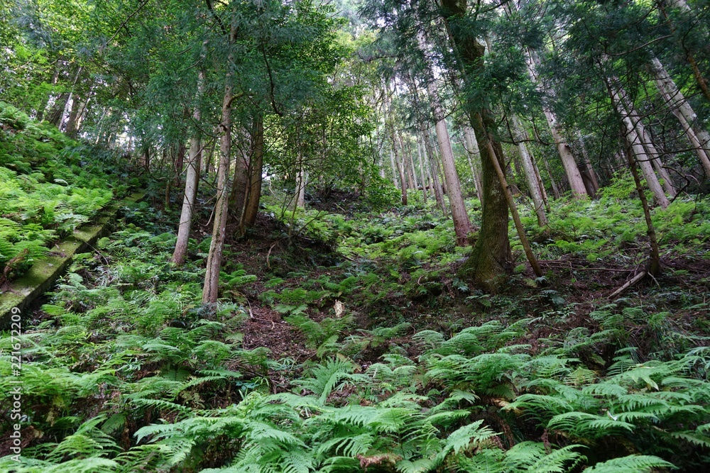 Fototapeta premium izumo forest