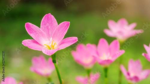Pink Zephyranthes Lily flower in a garden.