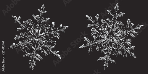 Two snowflakes on black background. This vector illustration based on macro photo of real snow crystals  small stellar dendrites with hexagonal symmetry  ornate shape and thin  elegant arms.