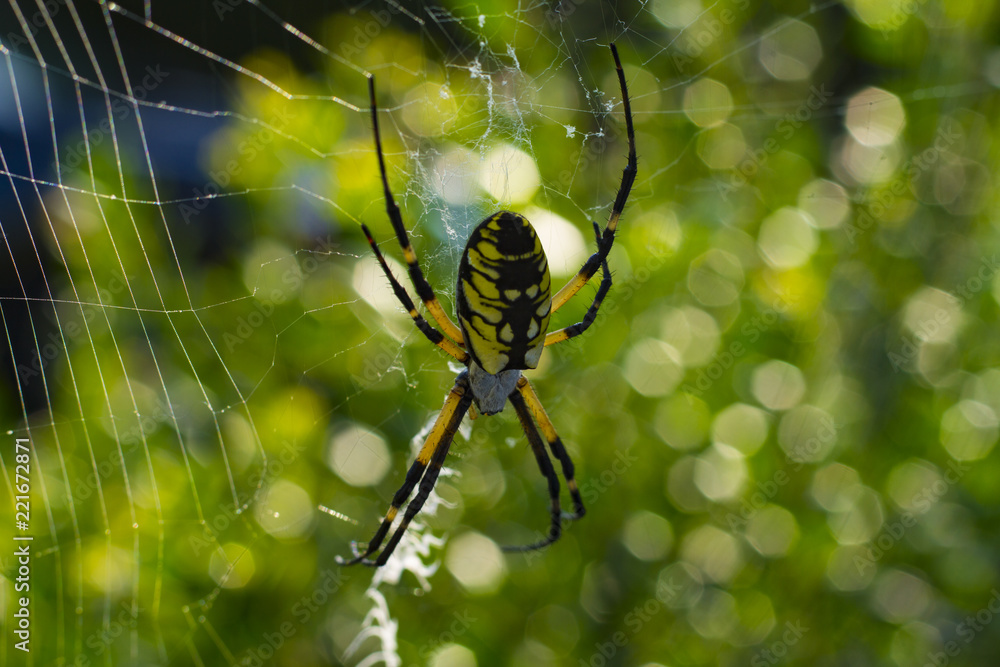 Large Orb Weaving Spider, Yellow And Black Garden Spider Large Orb Weaving Spider, Yellow And Black Garden Spider