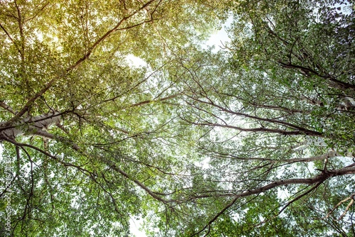 Treetop, canopy of the tree