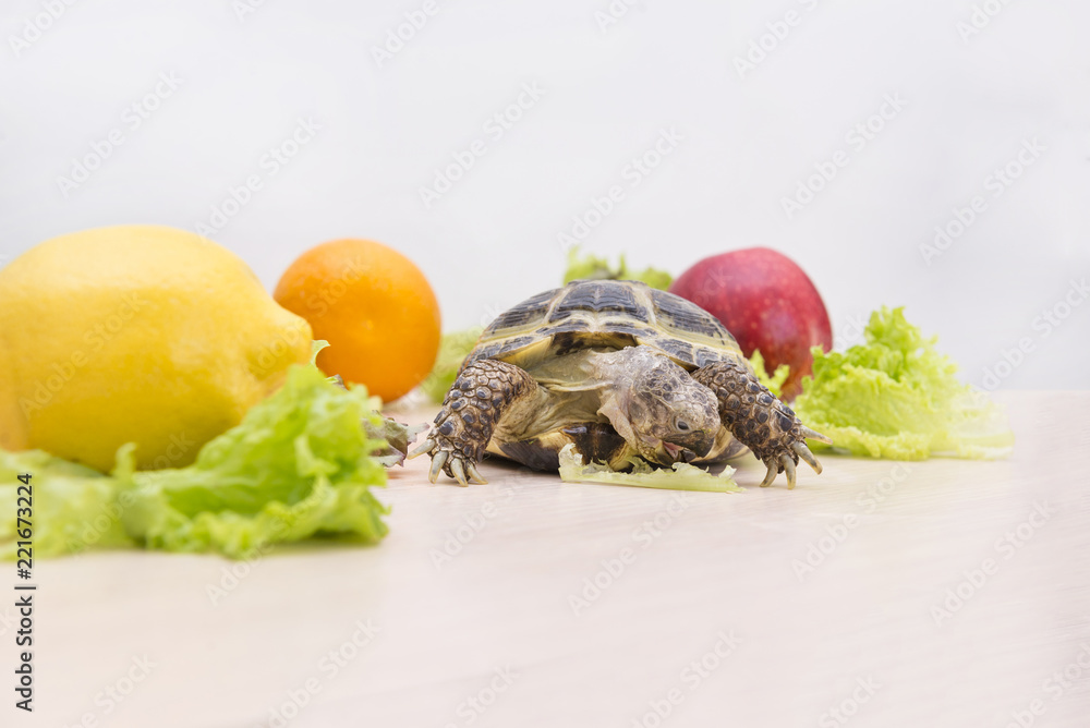 turtle eating fruit, lettuce leaves, animal eats