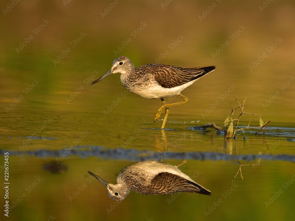 Hunting common greenshank (Tringa nebularia) Hunting common greenshank (Tringa nebularia)