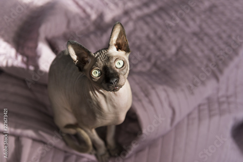 cat breed sphynx looking up, muzzle, eyes, pet