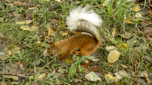 Принти на полотні Red squirrel is looking for a stash in the fallen foliage.