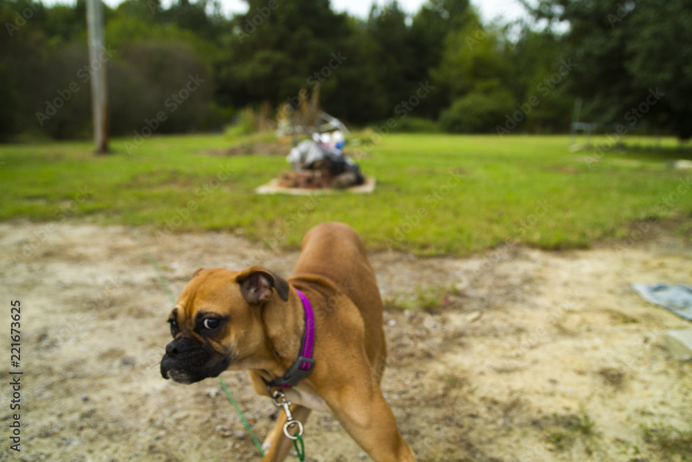 Playful And Goofy American Boxer Pure Breed Dog