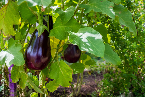 Home grown eggplant