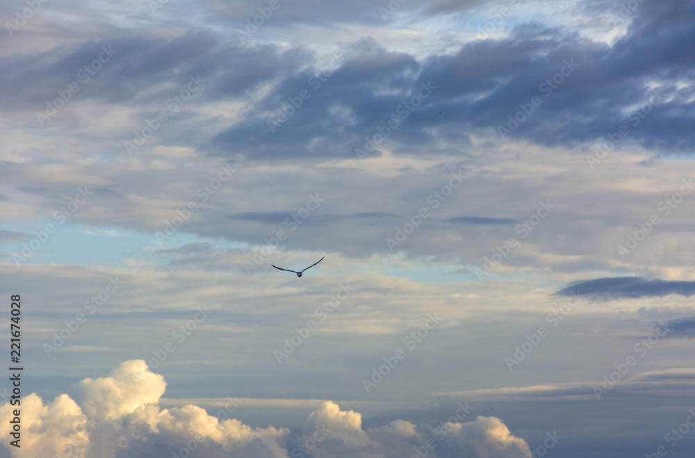 bird flies in the sky with clouds, Seagull bird flies in the sky with clouds, Seagull