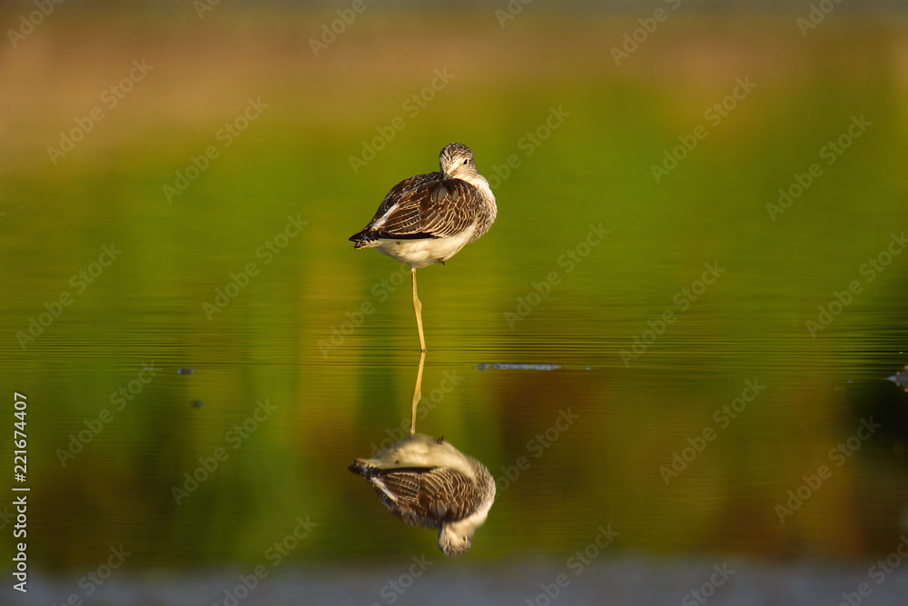 Hunting common greenshank (Tringa nebularia) Hunting common greenshank (Tringa nebularia)