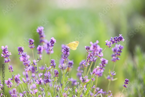 Fototapeta Naklejka Na Ścianę i Meble -  Butterfly over lavender flowers. Close-up of flower field background. Design template for lifestyle illustration.