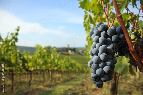 Harvest in Chianti vineyard landscape with red wine grapes and characteristic abbey in the background, Tuscany, Italy