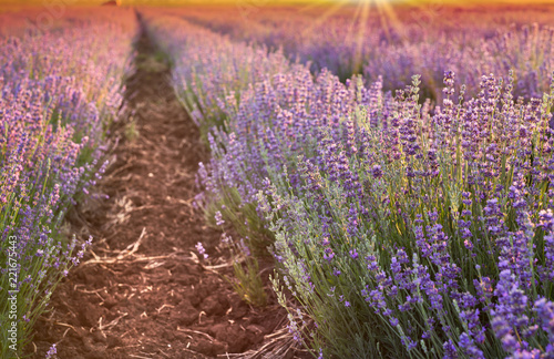 Sunset sky over a violet lavender field in Provence  France. Lavender bushes landscape on evening light.