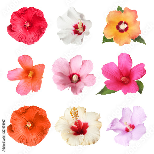 Set with beautiful tropical Hibiscus flowers on white background