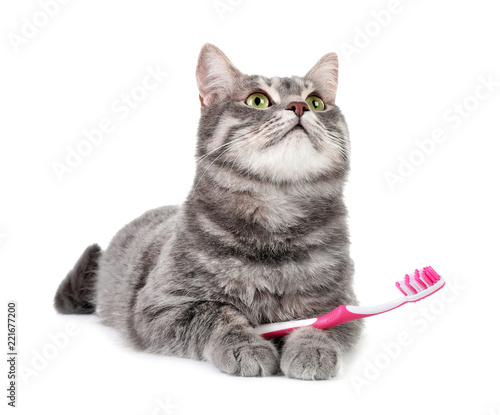 Fototapeta Naklejka Na Ścianę i Meble -  Beautiful gray tabby cat with toothbrush on white background