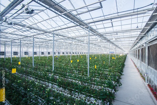 large industrial greenhouse with Dutch roses, the overall plan © warloka79