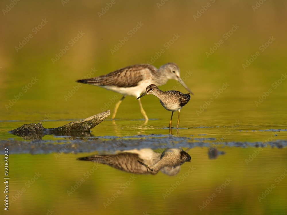 The wood sandpiper (Tringa glareola) and the common greenshank (Tringa nebularia) hunting for worms The wood sandpiper (Tringa glareola) and the common greenshank (Tringa nebularia) hunting for worms