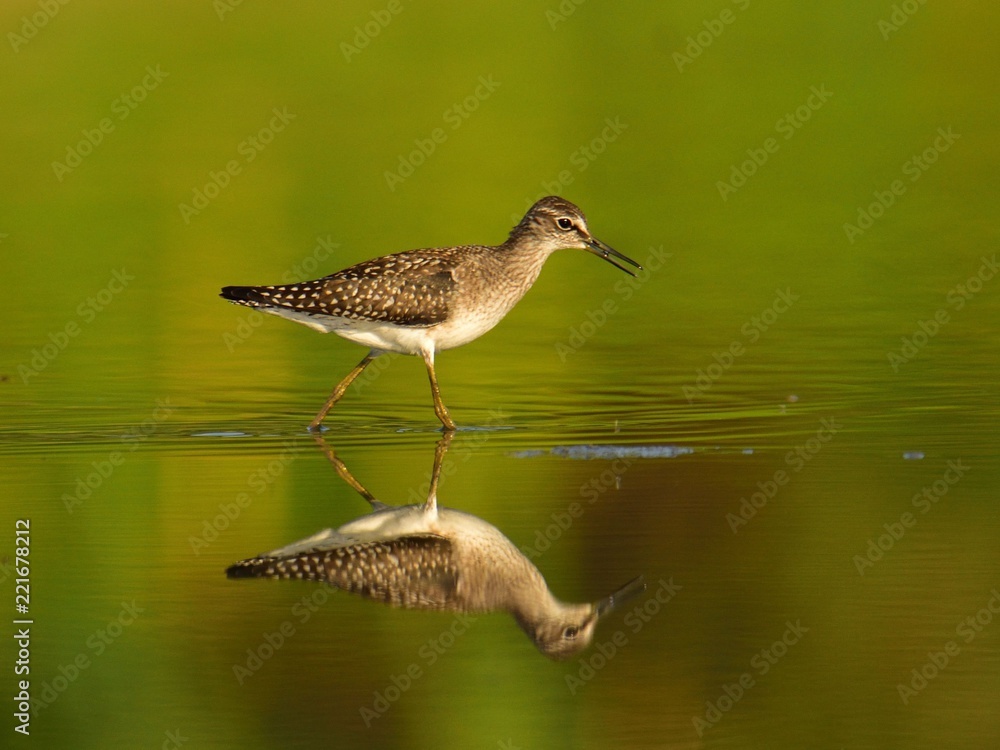 The wood sandpiper (Tringa glareola) hunting for worms The wood sandpiper (Tringa glareola) hunting for worms