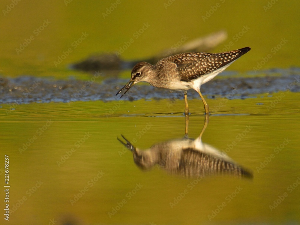 The wood sandpiper (Tringa glareola) hunting for worms The wood sandpiper (Tringa glareola) hunting for worms