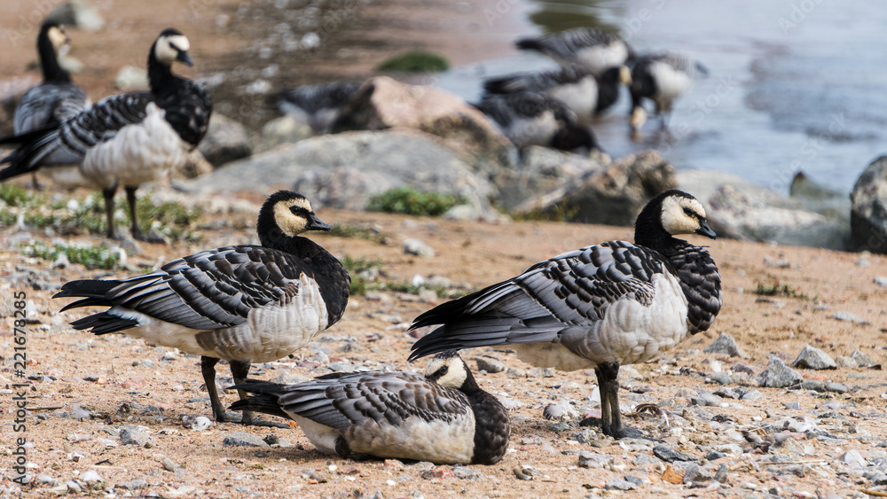 Canada gooses on a shore at the September. Canada gooses on a shore at the September.
