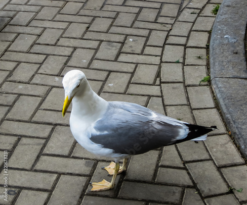 A silver gull is fed on the market in Riga.