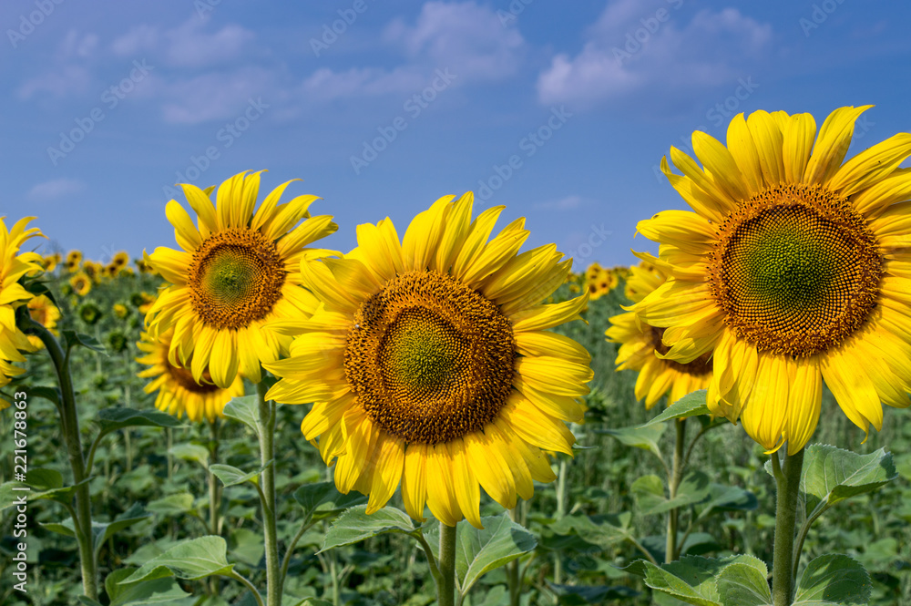 Sunflowers close-up on a hot summer day