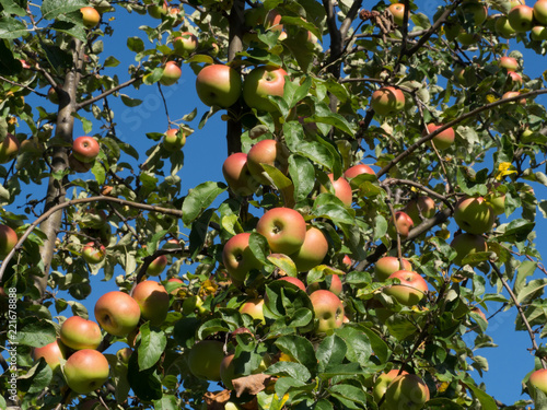 Apple tree