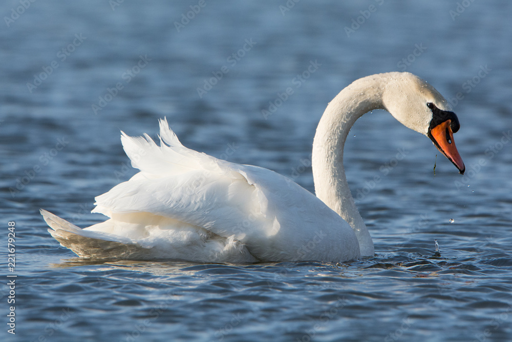 łabędż łabędż
