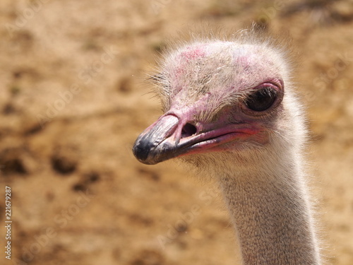 Photography that is showing a common ostrich (scientific name: Struthio camelus) © Pascal