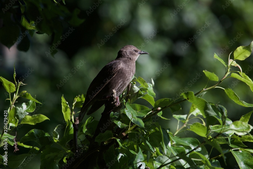 Starling juvenile sitting in the top of a bush Starling juvenile sitting in the top of a bush