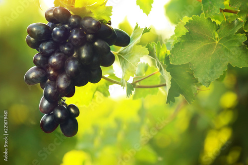 Bunch of fresh ripe juicy grapes against blurred background